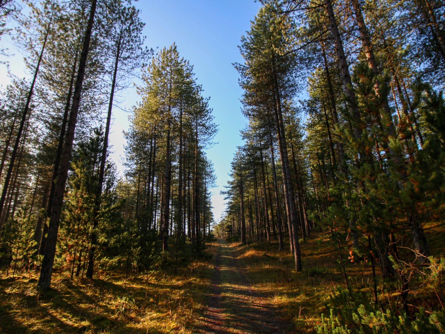 Newborough Forest