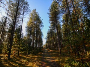 Newborough Forest