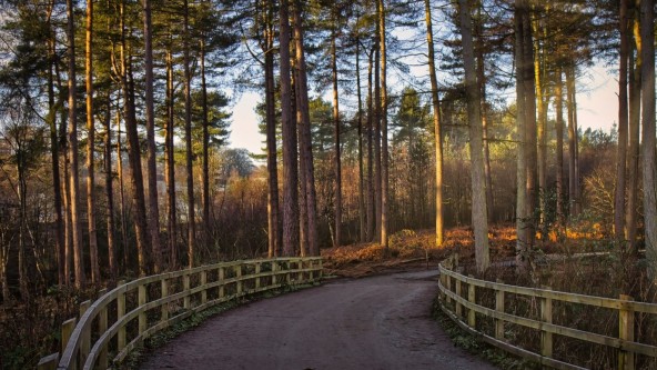 Delamere Forest Path
