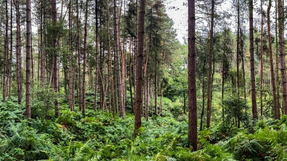 Delamere Forest