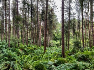 Delamere Forest