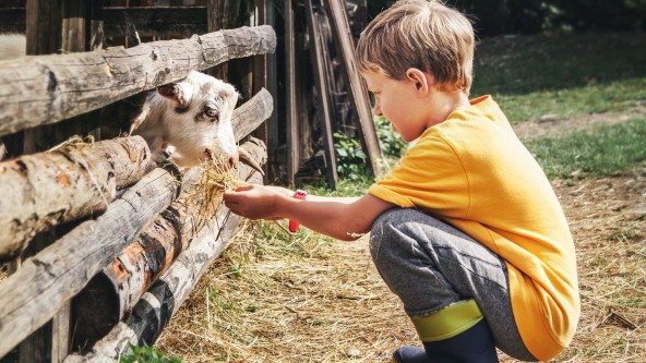 Young boy feeding a goat
