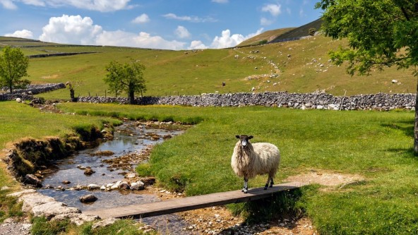 Sheep in the Yorkshire Dales