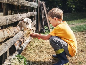 Young boy feeding a goat