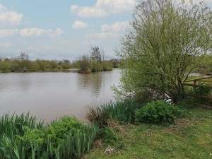 Fishing Lake Stafford Moor