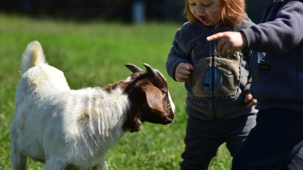 Two children interacting with goats on a farm