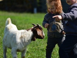 Two children interacting with goats on a farm