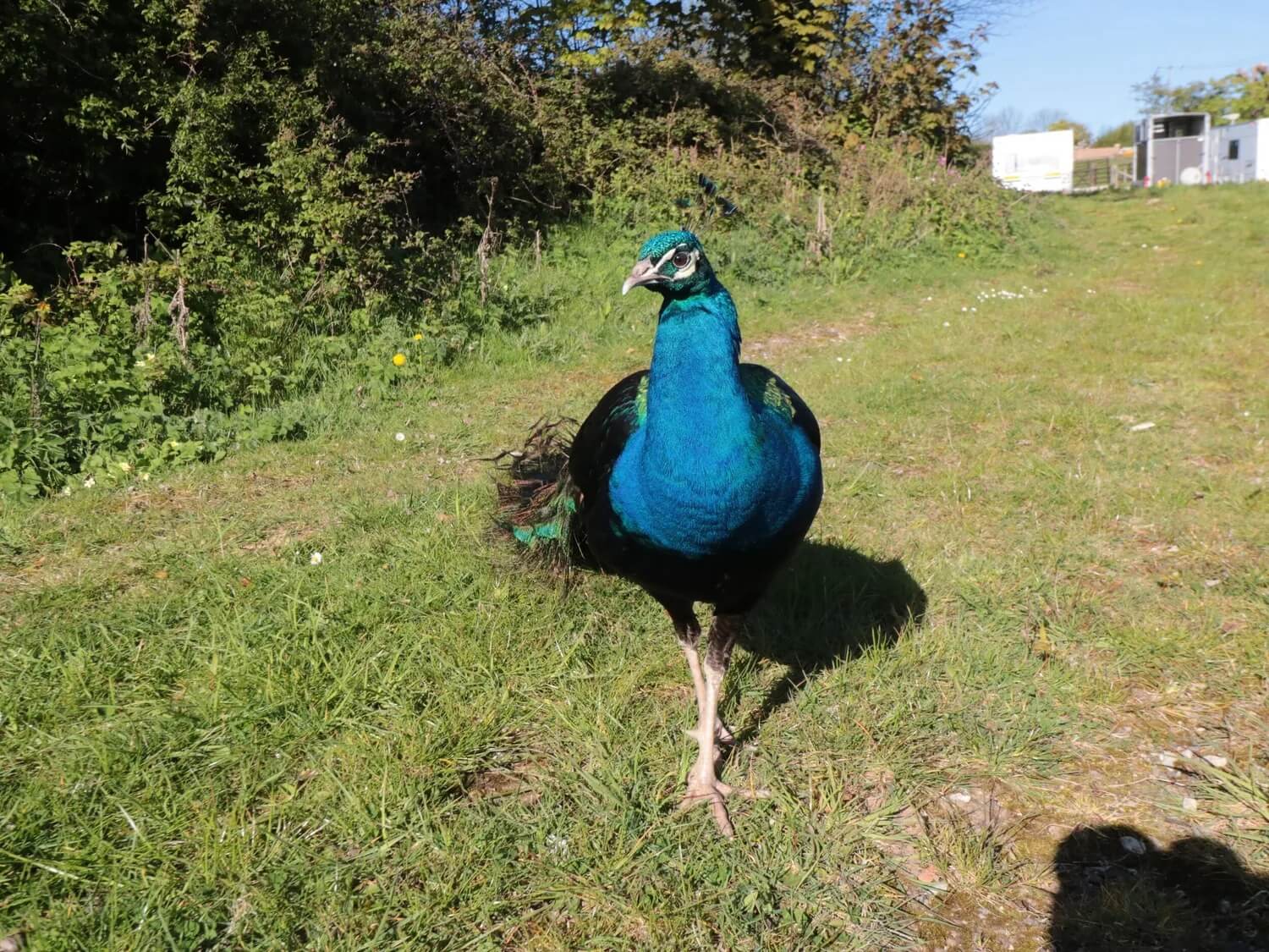 Peacock on the resort