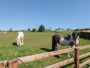 Nearby horses