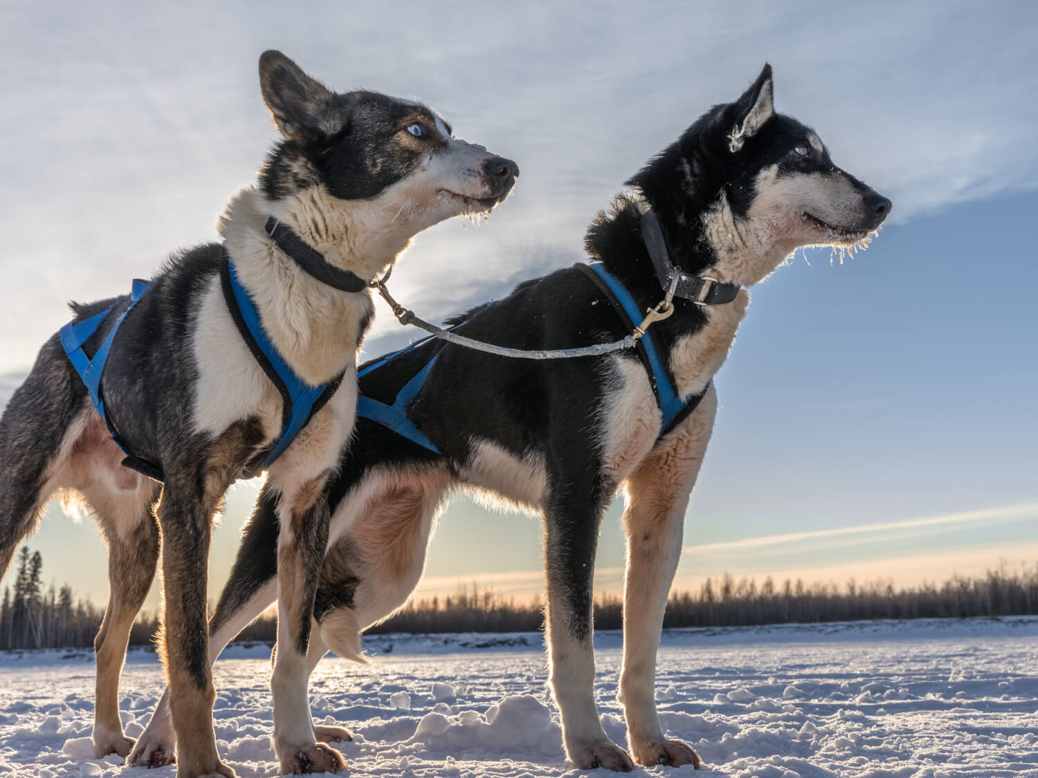 Mynydd Sleddog Adventures