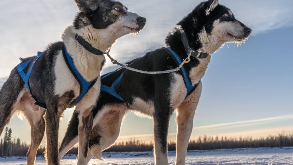 Mynydd Sleddog Adventures