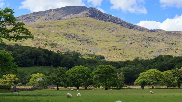 Sheep in the countryside of Beddgelert