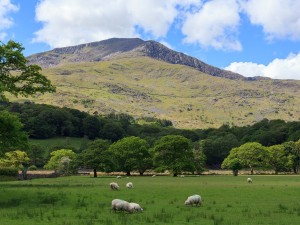 Sheep in the countryside of Beddgelert