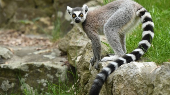 A lemur in a wildlife park