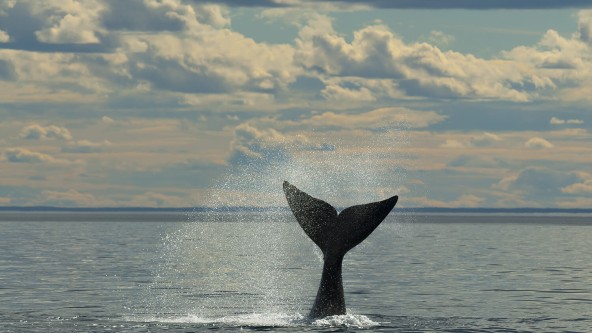 Whale Watching Whitby