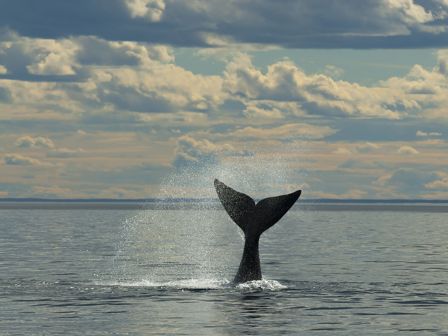 Whale Watching Whitby