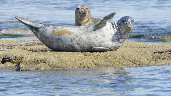 Cornish Seal Sanctuary