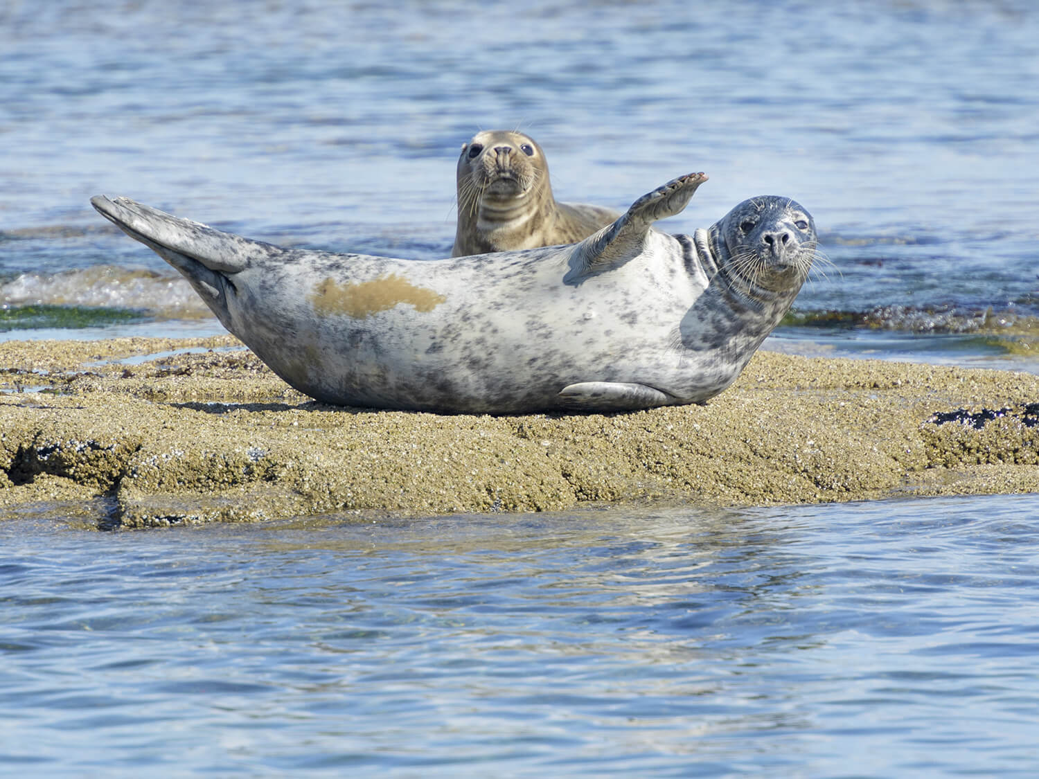 Cornish Seal Sanctuary