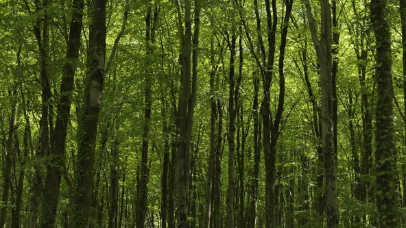 Minwear Woods Narberth