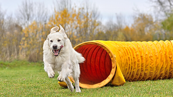 Dog Agility Course