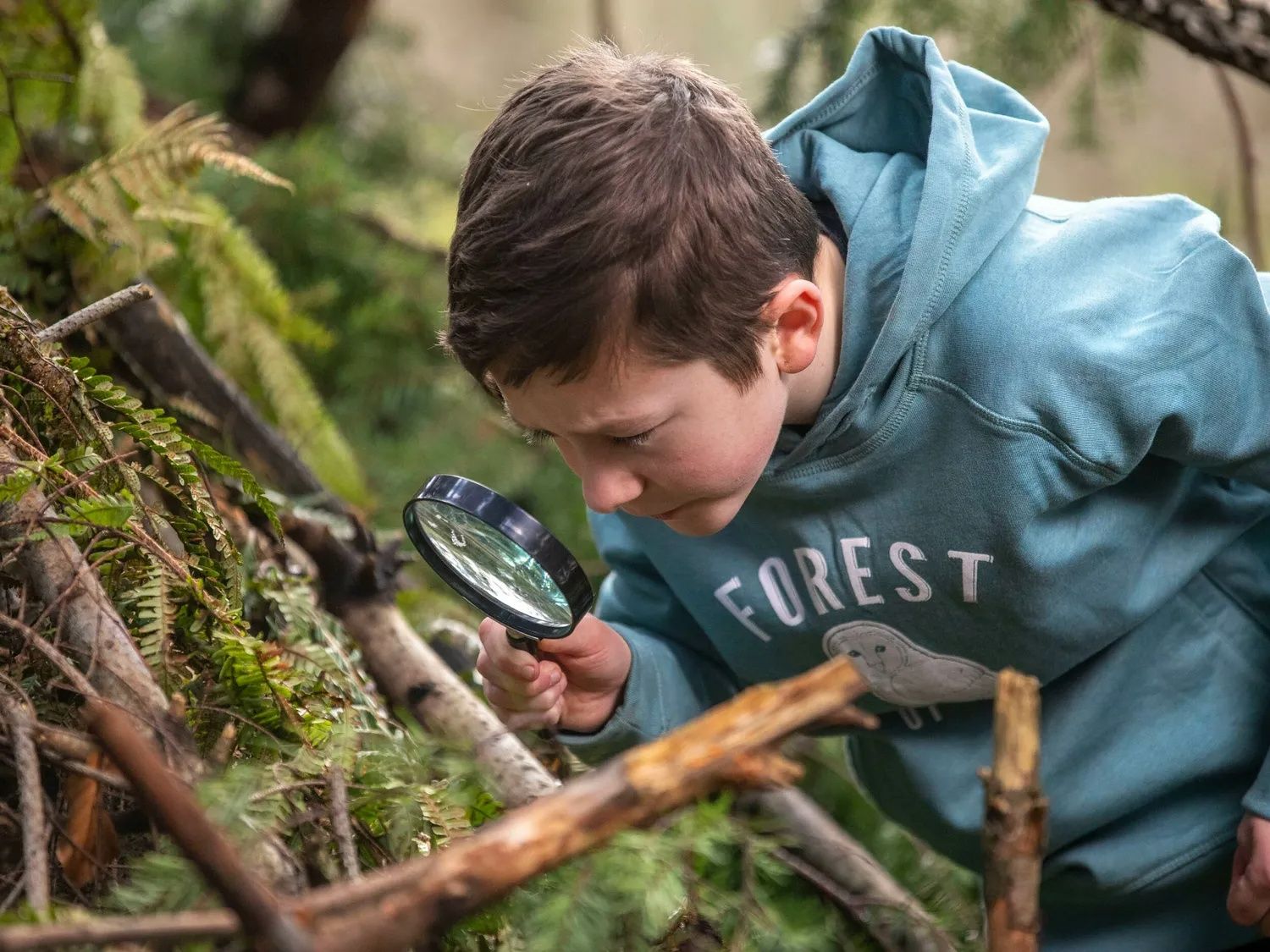 Forest Ranger Activities
