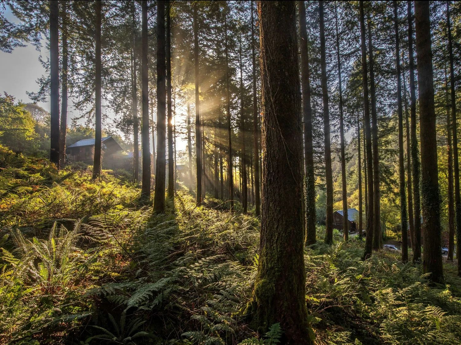 Woodland Walks
