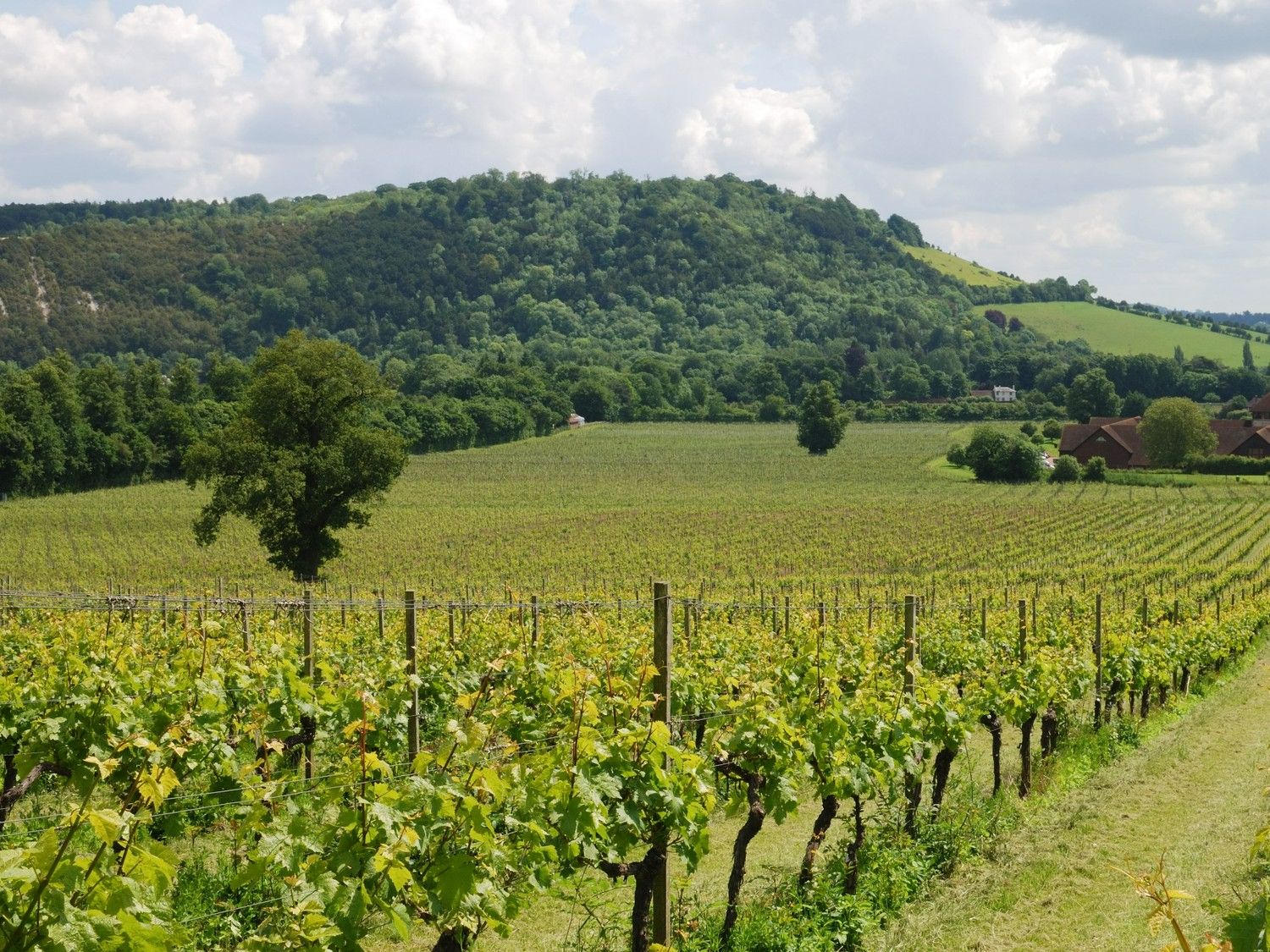 Hampshire Vineyard Tour