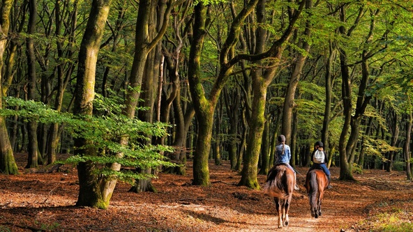 Pony Trekking