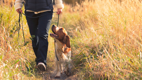 Dog Walking Area