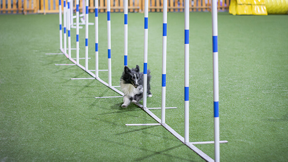 Dog Agility Course
